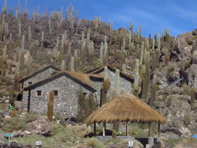 Isla Incahuasi - Salar de uyuni
